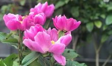 那些花儿——太阳花