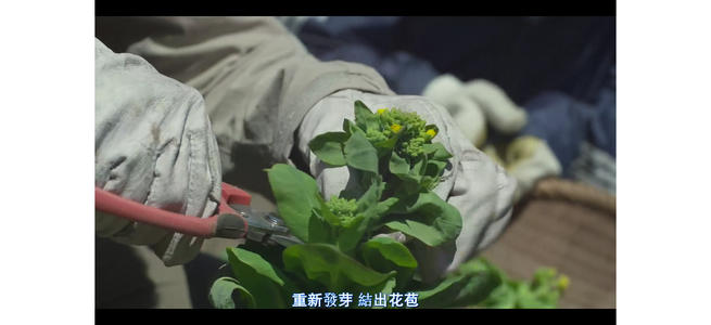 关于“小森林”的思考