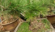 松树给我的启示