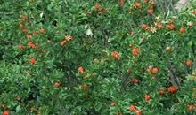 我爱家乡的石榴树