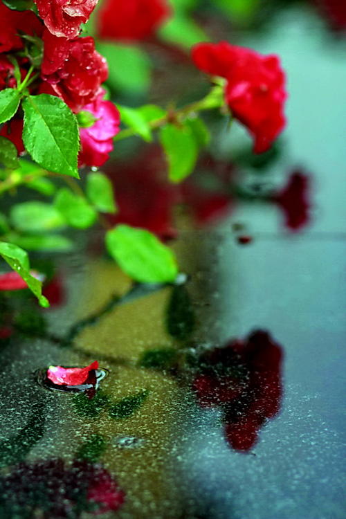 雨中的四个季节