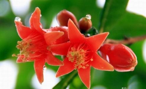 石榴花