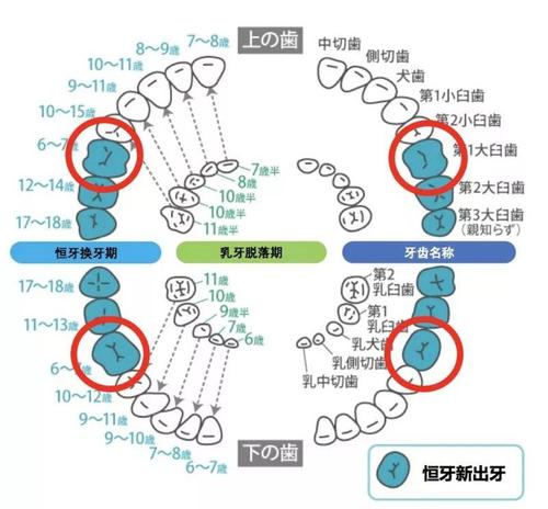第一次乳牙更换