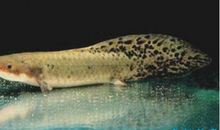 生命力强的小鱼