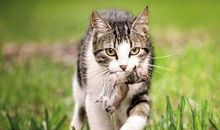 我喜欢的一种动物