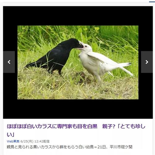 乌鸦和鸽子