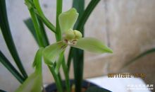 留瓣花香在今年