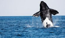 旅行使我有了责任感