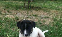 假如我是一只流浪狗