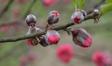 春天枝头的花苞