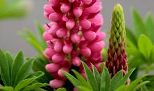 不朽的母爱之花