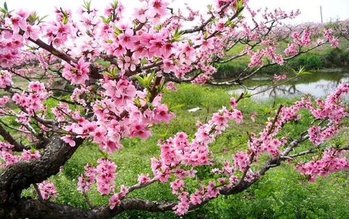 追那片桃花