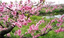 追逐那片桃花源