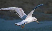 我想成为一只海鸥