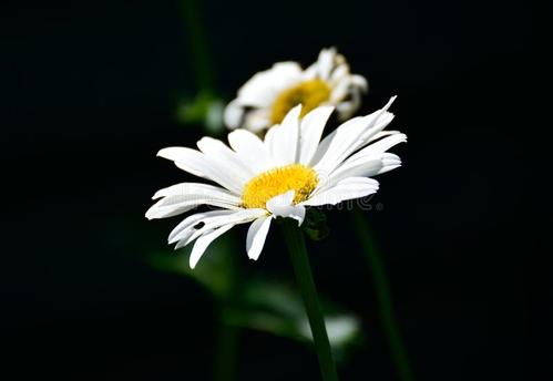 雏菊花