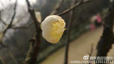 中长香