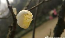 长中的那一缕芬芳