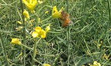 外婆家的油菜花