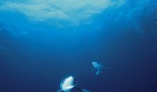 维护海洋权益捍卫蓝色国土