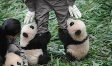 国宝大熊猫作文三年级