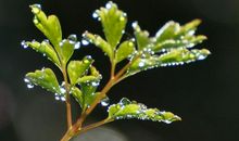 你的优美让我记住了你