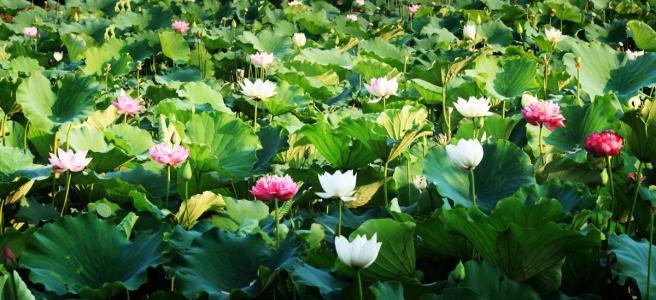 莲花