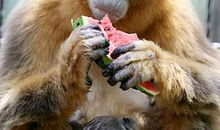 我是一只金丝猴