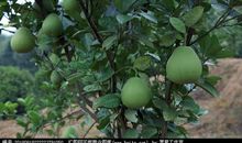 家门口的柚子树