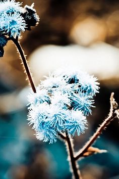 花朵盛开和落下难忘