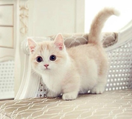 关于猫的成分