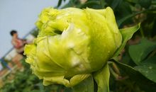 我爱家乡的牡丹