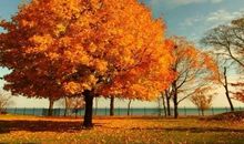 我心中的一棵大树