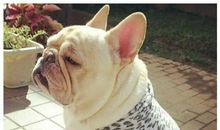 我心爱的小狗熊