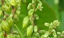 开在心田上的花