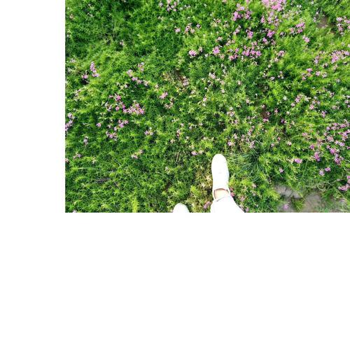 樟树下的应许