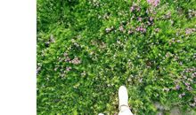 香樟树下的约定