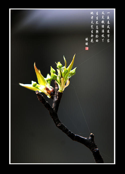 生命的赞美诗