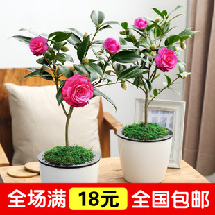 冠花木市场