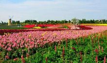 生在花的海洋中