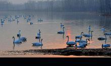 最美不过天鹅湖