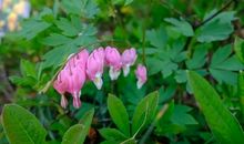 藏在花中的秘密