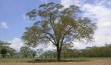 一棵小树的自述