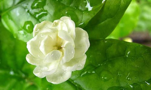 多么美丽的茉莉花