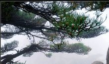 雾游黄山