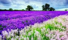 迷人的粉黛庄园