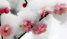 梅花在我心弦间