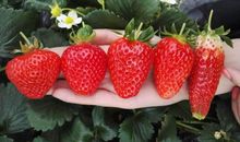 那盘草莓让我长大