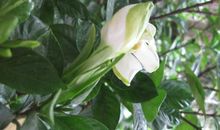 那声音常在我耳畔