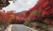 游红叶谷