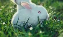 我的动物朋友小兔子